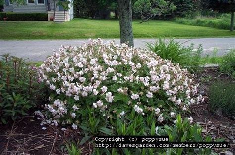 Plantfiles Pictures Geranium Dwarf Cranesbill Hardy Geranium