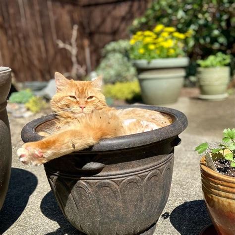 14 chats qui sont les plus heureux au jardin