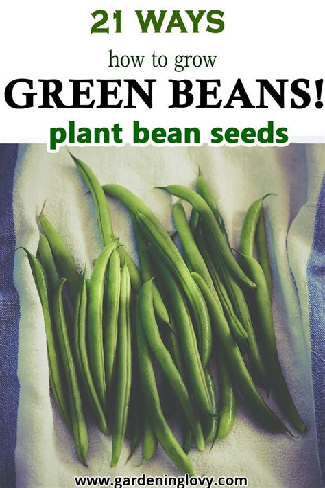 Best Ways How To Grow Green Beans Step By Step Guide Artofit