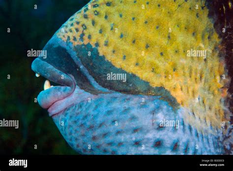 triggerfish mouth teeth high resolution stock photography  images