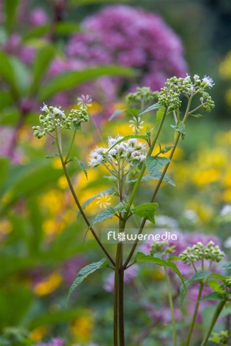 Ageratina altissima - White snakeroot (108790) - flowermedia