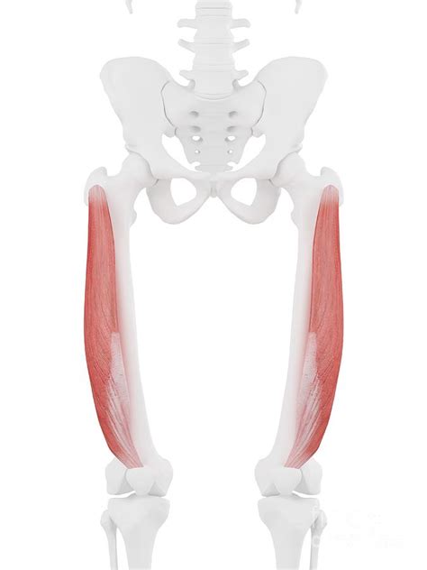 Vastus Lateralis Muscle Photograph By Sebastian Kaulitzki Science Photo