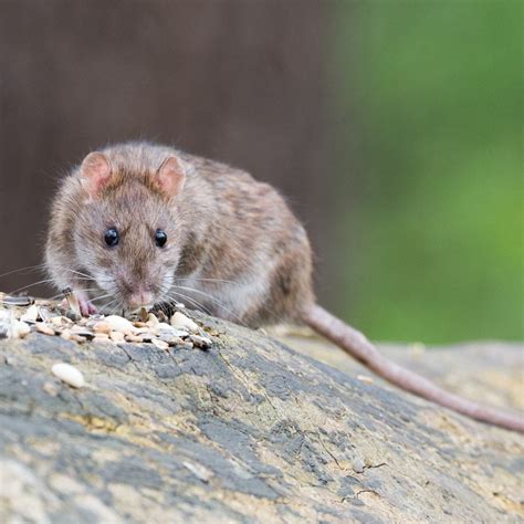 Différence Entre Une Souris Et Un Rat Différence