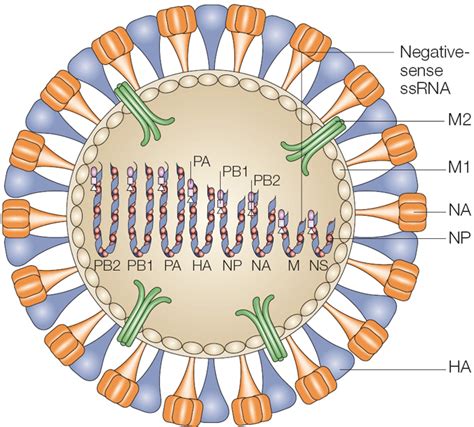 An Influenza A Virion Learn Science At Scitable