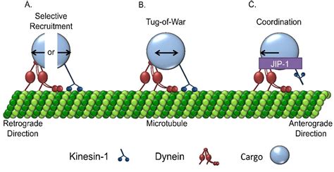 Figure From The Role Of Kinesin In Navigating Microtubule