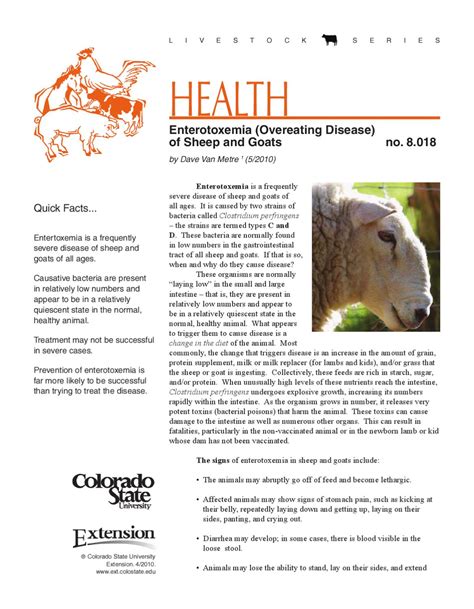 Enterotoxemia Overeating Disease Of Sheep And Goats By Abohemeed Aly Issuu