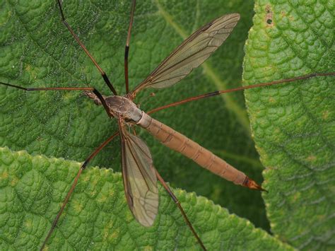 Tipula Paludosa Female Tipulidae 7 10 2020 Topsham Devon Tim