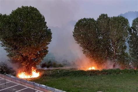 Incendi Dolosi Al Parco Del Ticinello A Milano Appena Riaperto Alberi