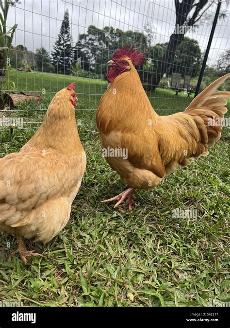 Buff Orpington Hen and Rooster Stock Photo - Alamy