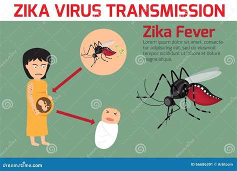 Zika Virus Elements Transmission Zika Fever Element Vector Stock