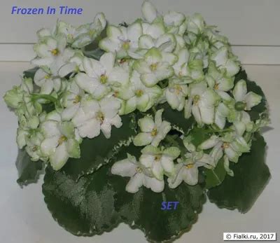 Ле карусель фиалка фото - 72 картинки