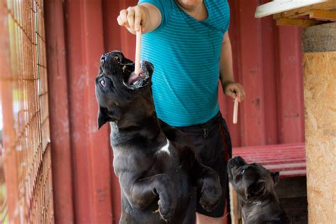 Cane Corso Todo Sobre Esta Raza