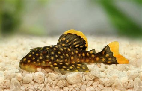 Pleco Size Chart: Small Plecos, Large Plecos, & More - Fish Laboratory