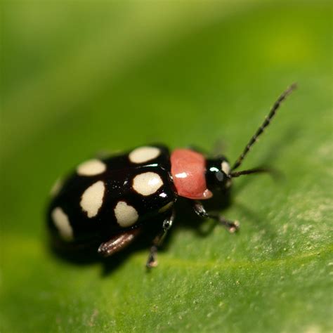 Eight Spotted Flea Beetle Omophoita Cyanipennis Jciv Flickr