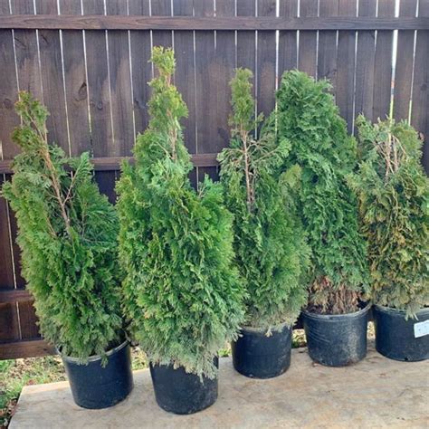 Emerald Green Arborvitae Garden Center Point