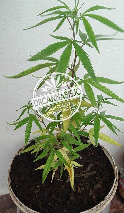 Nitrogen Deficiency Cannabis Photos & Chart - DRCANNABIS.IO