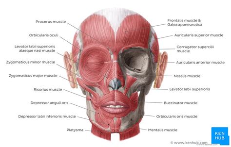 Orbicularis Oculi Origin Insertion And Action Kenhub