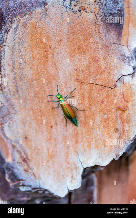 Spanische Fliege ist ein smaragd-grünen Käfer, Lytta vesicatoria, in ...