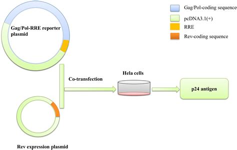 Frontiers Limited Nucleotide Changes Of Hiv Subtype B Rev Response