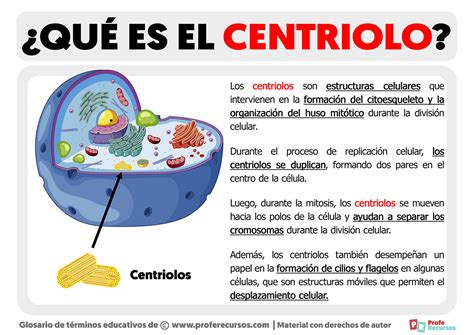 Qu Es El Centriolo Definici N De Centriolos