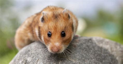 Teddy Bear Hamster - A-Z Animals