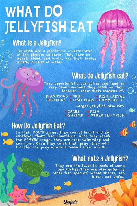 What Do Jellyfish Eat Just About Anything They Can Jellyfish Food