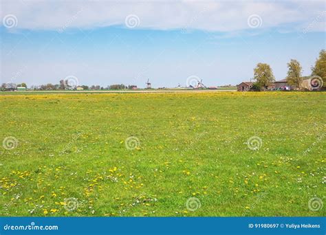 Typical Dutch Polder Landscape With Mills Stock Image Image Of Nature