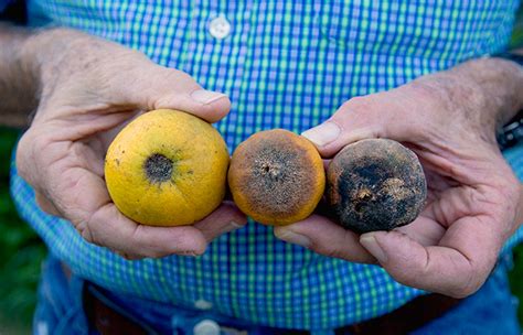 The State of Citrus Greening – Uncle Matt's Organic