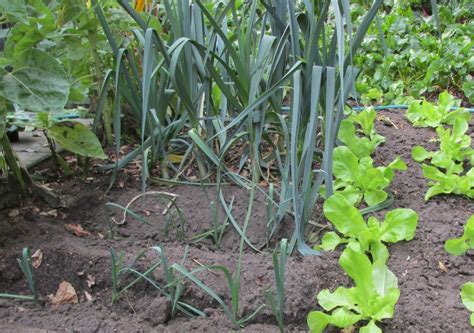 Prei Kweken Je Moestuin Dit Moet Je Weten Groene Passies