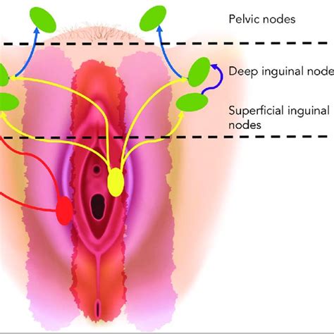 Schematic Representation Of The Superficial And Deep Structures Of The