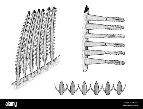 Fish gill diagram hi-res stock photography and images - Alamy