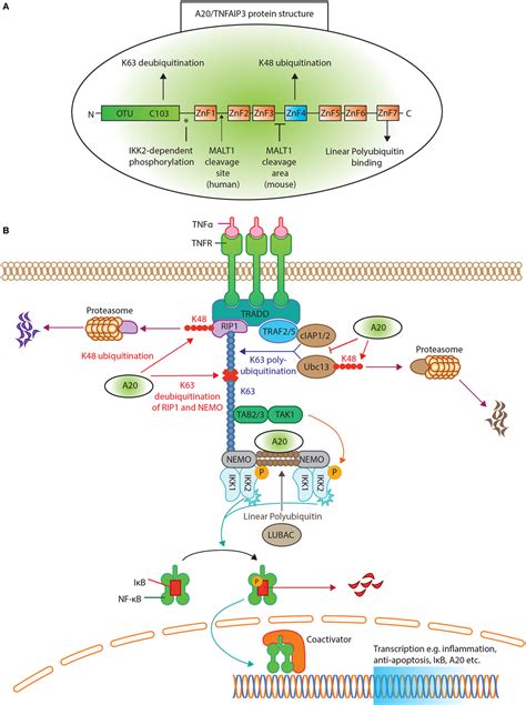 Frontiers A20 Tumor Necrosis Factor α Induced Protein 3 in Immune