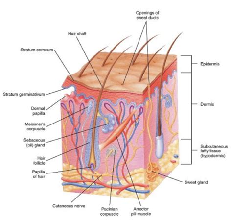 Integumentary System Flashcards Quizlet