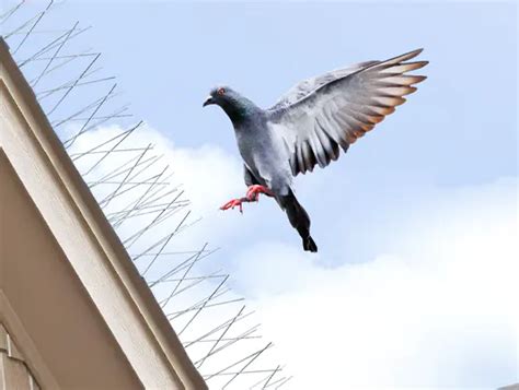 Bird Control Techniques In Dubai Managing Avian Nuisance Safely Al