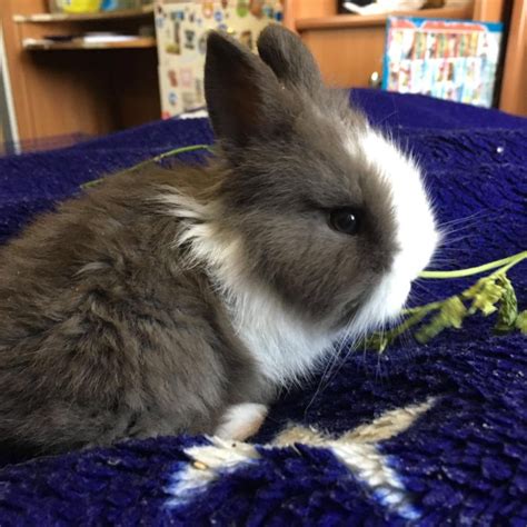 Купить Кролика Фото — Картинки фотографии