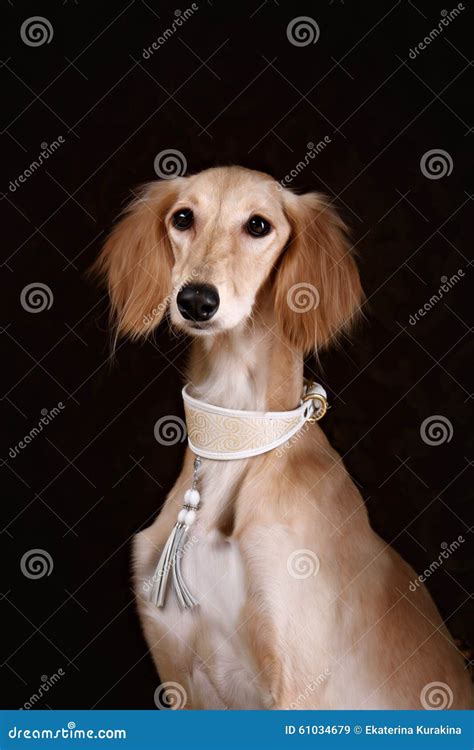 Charci Saluki Psa Portret Obraz Stock Obraz Z O Onej Z Ko Nierz