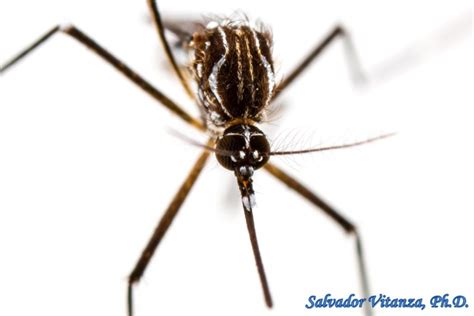 Diptera Culicidae Aedes Aegypti Yellow Fever Mosquito Female F