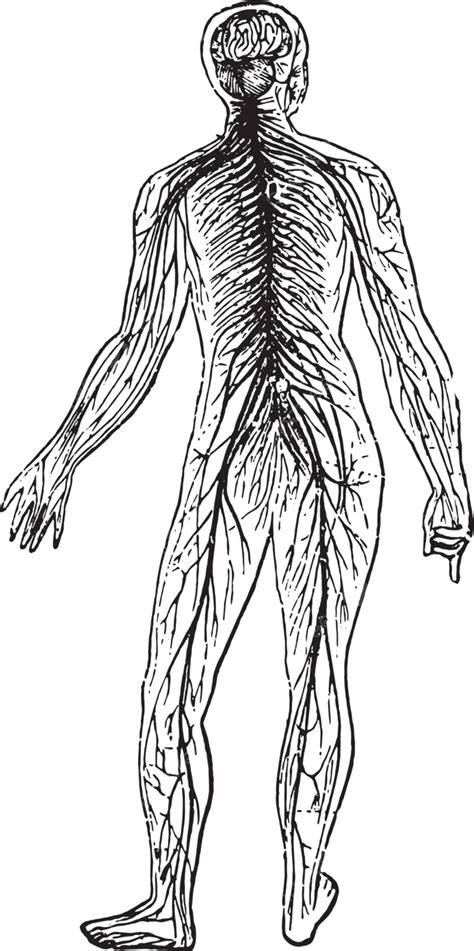 Sistem Saraf Ukiran Antik Ukiran Saraf Terukir Vektor Berukir Grogi
