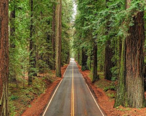 16 Amazing Places To See Big Trees In California