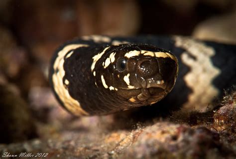 I Will Bite Ijima S Turtle Headed Sea Snake The Sea Snake Flickr