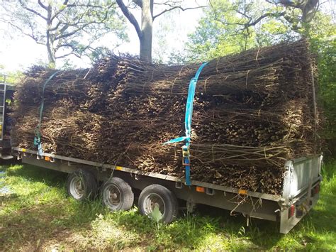 Coppicing — The Coppice Co.