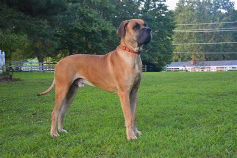 Great Dane | Dog Breed Information & Characteristics