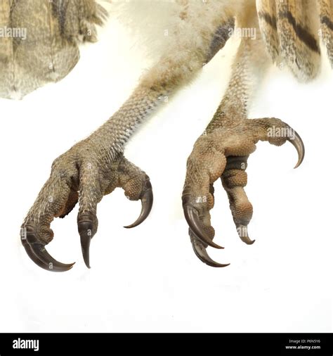 Eagle Claw On White Blackground Stock Photo Alamy