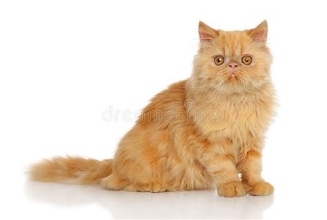 Ginger Persian cat stock photo. Image of grey, cute, animals - 21370664