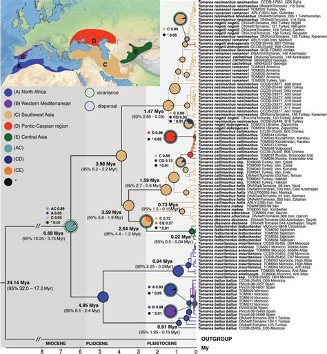 Historical Biogeography Of Tomares The Most Supported Ancestral Area