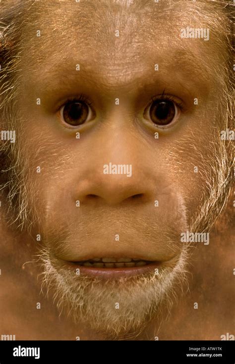 Neanderthal young Homo neanderthalensis or Homo sapiens Stock Photo ...