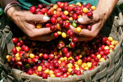 Inacal Impulsa Cadena De Valor Del Caf Peruano Con Normas T Cnicas