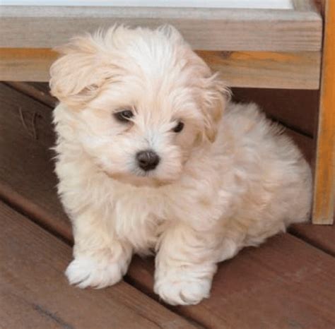 Características Maltipoo blanco Bichón Maltés Lovers