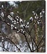 Pussy Willow In The Rain Photograph By Evie Carrier Fine Art America