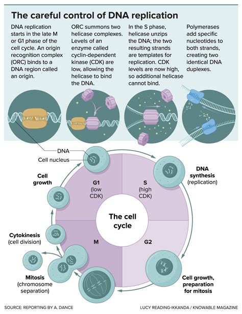 How Dividing Cells Copy Dna Popular Science